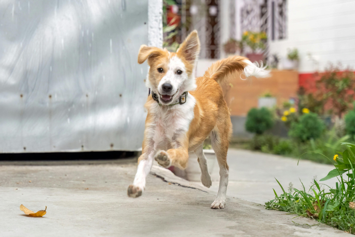 Cute dog in yard during house sit